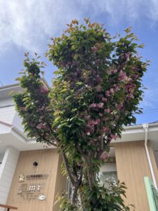 ♯２　耳鼻咽喉科のCT検査では何がわかるのですか？のアイキャッチ画像